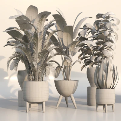 bamboo-Censoria-Indoor plant set 01 — Вид 5