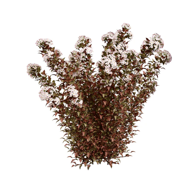 Tiny Wine Ninebark Shrub 3D Model — Скачать