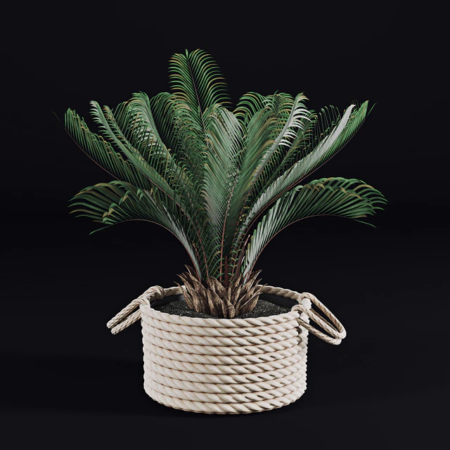 Palms in baskets — Descargar