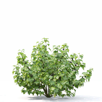 Currant bush — Ver 5