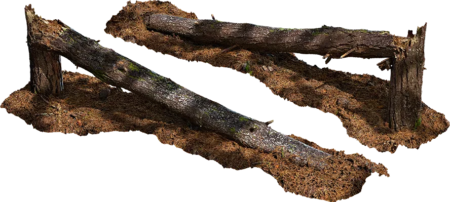 fallen pine tree 004 — Descargar