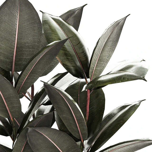 Beautiful tree in a pot Ficus rubbery, elastica, Ficus Abidjan, Ficus Robusta. Plant collection 1246 — Descargar