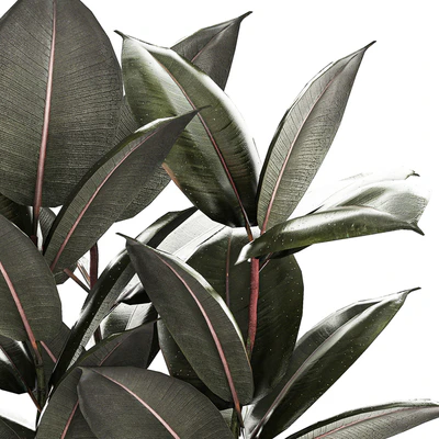 Beautiful tree in a pot Ficus rubbery, elastica, Ficus Abidjan, Ficus Robusta. Plant collection 1246 — Ver 4