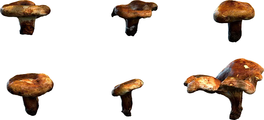 scatter mushrooms pack 001 — Descargar