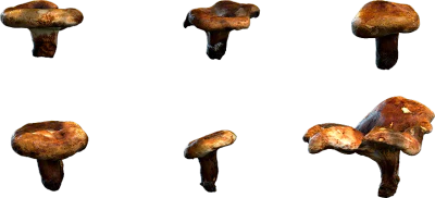 scatter mushrooms pack 001 — Descargar
