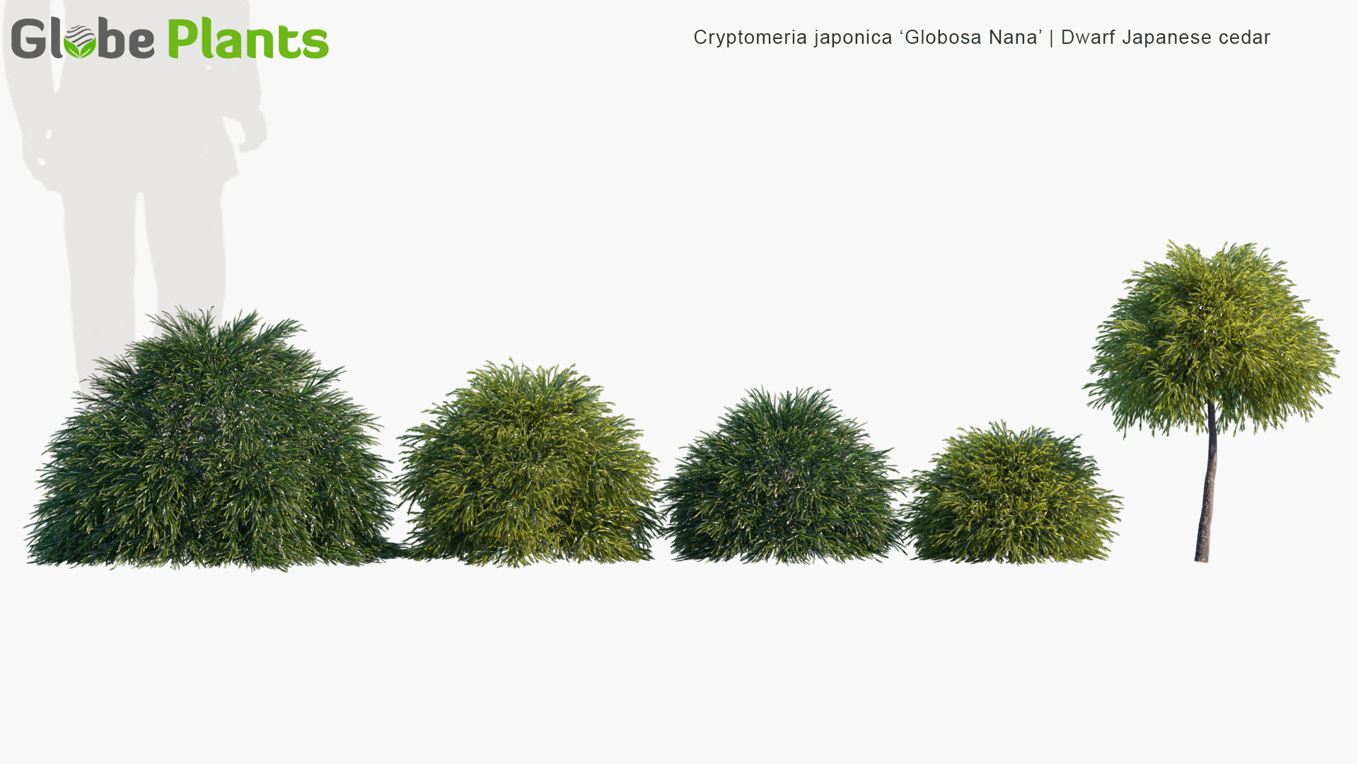 cryptomeria japonica globosa nana — Download