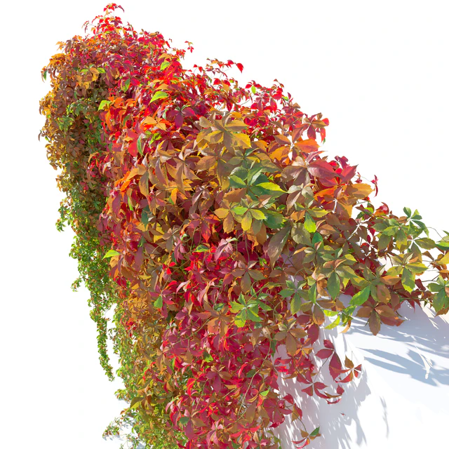 Hanging plant 49 — Download