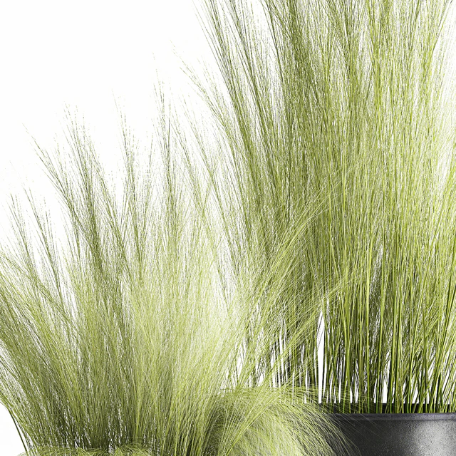 Collection of plants in black metal pots with bush grass grass. Set 1004. — Descargar