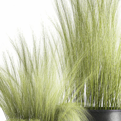 Collection of plants in black metal pots with bush grass grass. Set 1004. — Ver 3