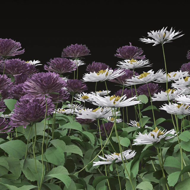 Set of Bellis perennis Flowering Plants (Common daisy) (6 Plants) — Descargar