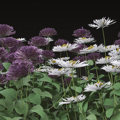 Set of Bellis perennis Flowering Plants (Common daisy) (6 Plants) — Ver 2
