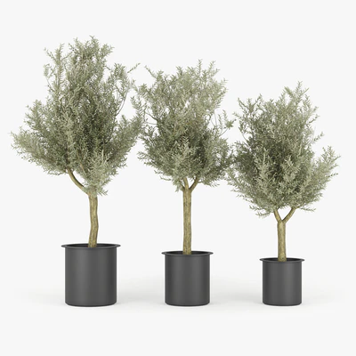 Olive Tree — Ver 1