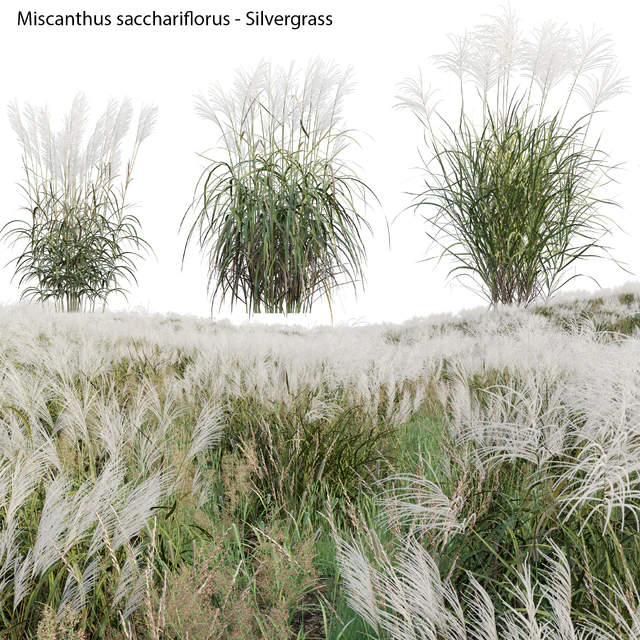 Miscanthus sacchariflorus - Silvergrass 02 — Descargar