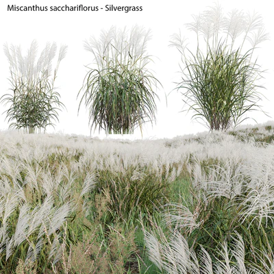 Miscanthus sacchariflorus - Silvergrass 02 — Ver 1