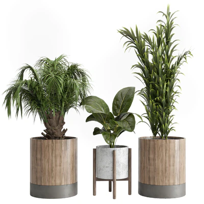 Indoor plant 20 — Вид 3