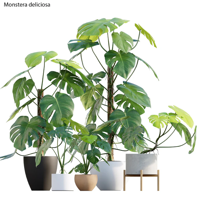 Monstera deliciosa — Скачать