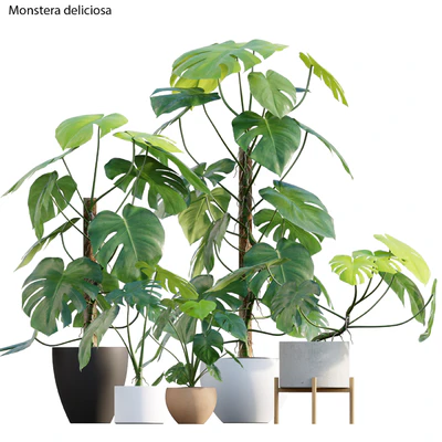 Monstera deliciosa — Вид 1