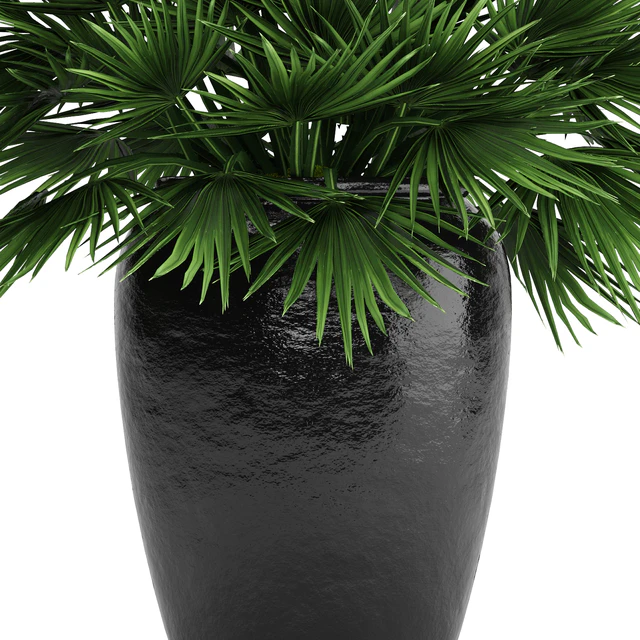 Chamaerops palm, Chamaerops, palm tree, bush, pot, flowerpot, outdoor, decorative, interior — Descargar