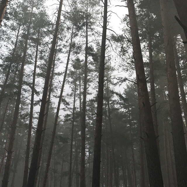 Pine — Скачать