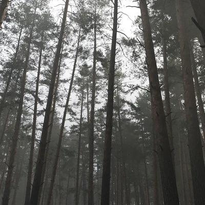 Pine — Вид 2