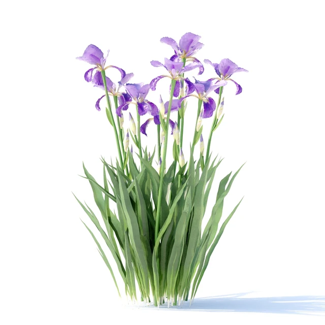 Bearded Iris Flowers | Iris germanica — Descargar