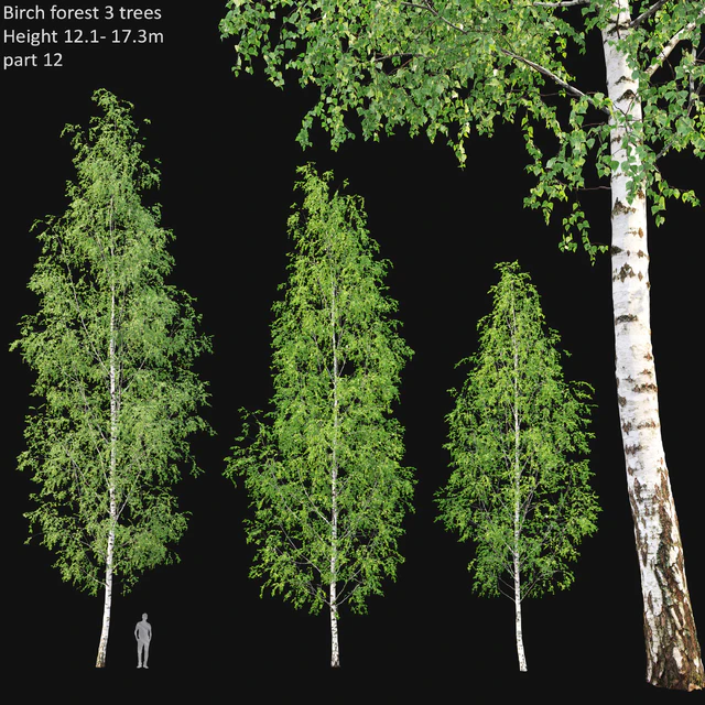 Birch forest part 12 — Descargar