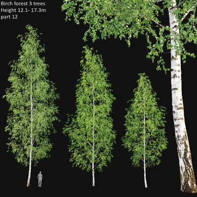Birch forest part 12 — Ver 1