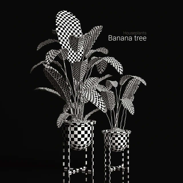Houseplants banana tree — Descargar