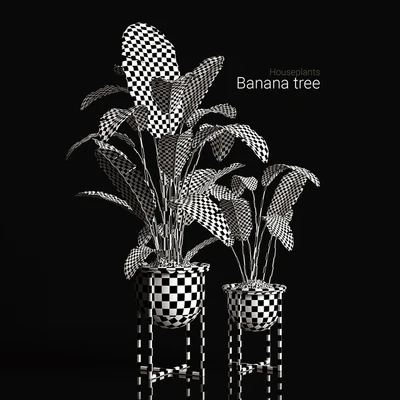 Houseplants banana tree — Ver 3
