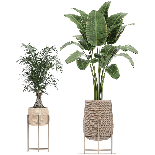 Collection of ornamental plants in rattan baskets with banana palm, howea, Strelitzia. Set 783 — Descargar
