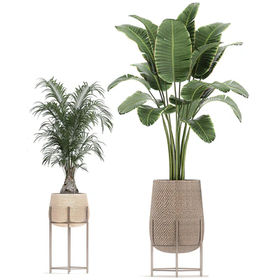Collection of ornamental plants in rattan baskets with banana palm, howea, Strelitzia. Set 783 — Ver 2