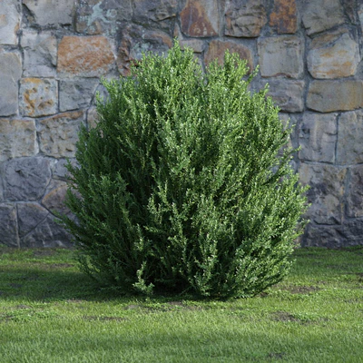 plants and bushes 026 — Descargar