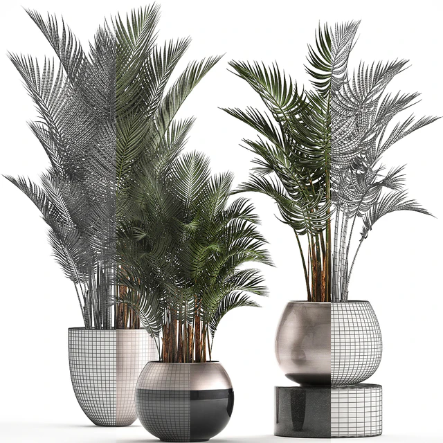 Plant collection 296. Home palm tree, howea, kentia, flowerpot, pot, luxury decor, interior, stylish, Howea forsteriana — Descargar