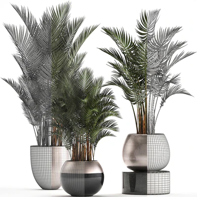 Plant collection 296. Home palm tree, howea, kentia, flowerpot, pot, luxury decor, interior, stylish, Howea forsteriana — Ver 2