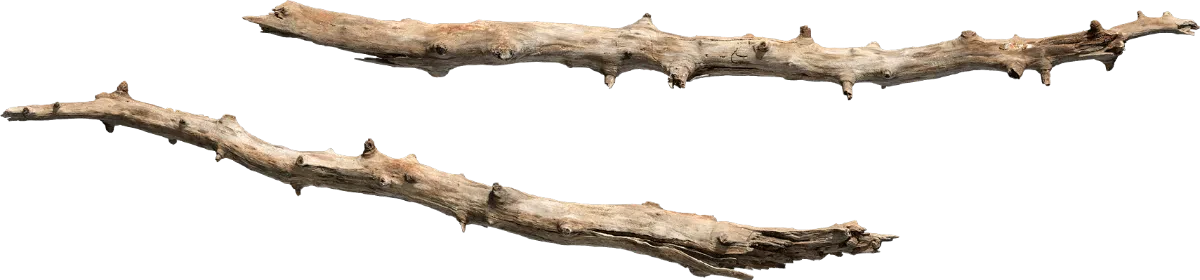 old tree branch 001 — Скачать