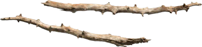 old tree branch 001 — Скачать