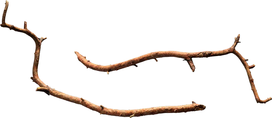 nordic forest tree branch small 001 — Descargar