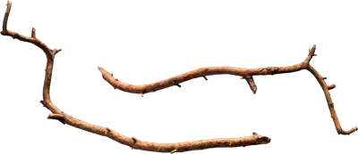 nordic forest tree branch small 001 — Descargar