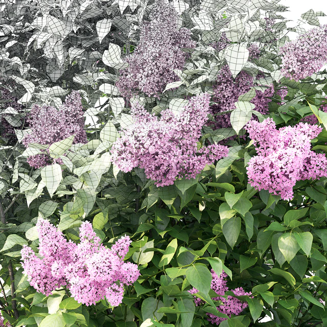 Syringa — Descargar