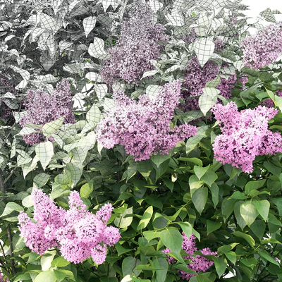 Syringa — Ver 2