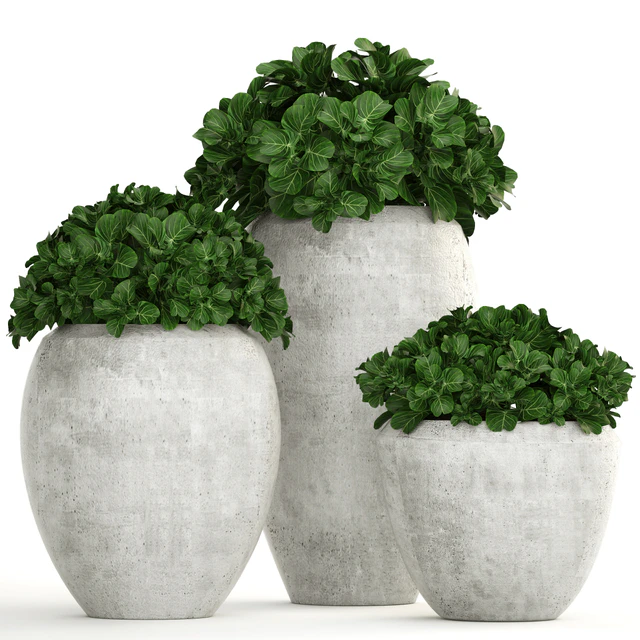 Collection of plants 146. Bush, bushes, garden plants, concrete pot, flowerpot, outdoor, decorative — Descargar