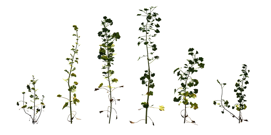 cheeseweed 001 — Descargar