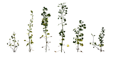 cheeseweed 001 — download