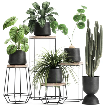 A collection of small plants on stands in black pots with Stefania Erecta, cactus, Philodendron. Set 899. — Ver 1