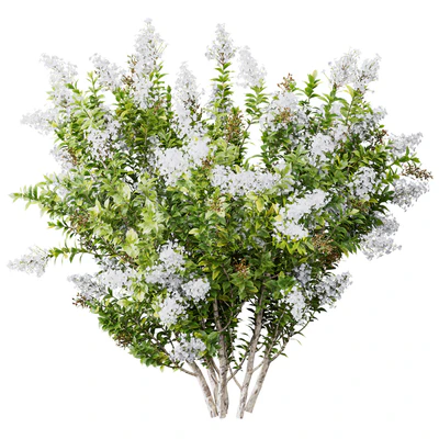 HQ Plants Myrtle White Flower little — Ver 3