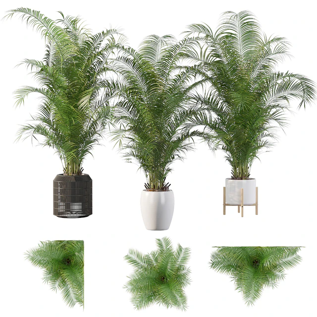 Plants collection 032 - Areca Palm Pack 1 — Descargar