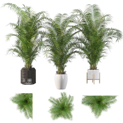 Plants collection 032 - Areca Palm Pack 1 — Ver 1