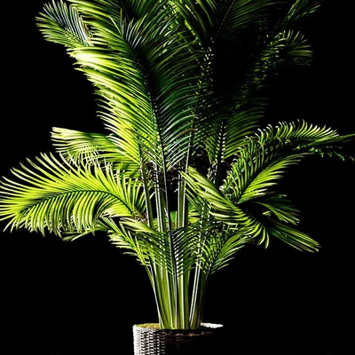 Palm areca — Ver 3