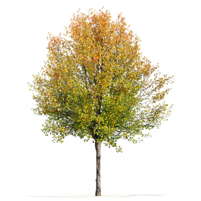 Autumn pear tree — Ver 3