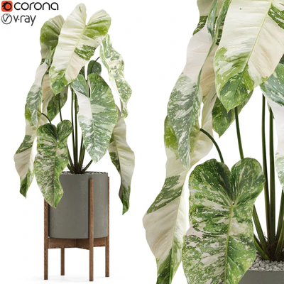 Plants collection 522 — Вид 1